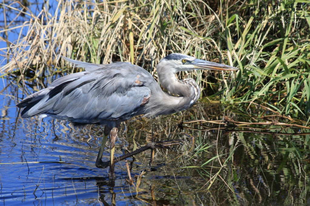 20101008_way_to_cape_coral_mk085