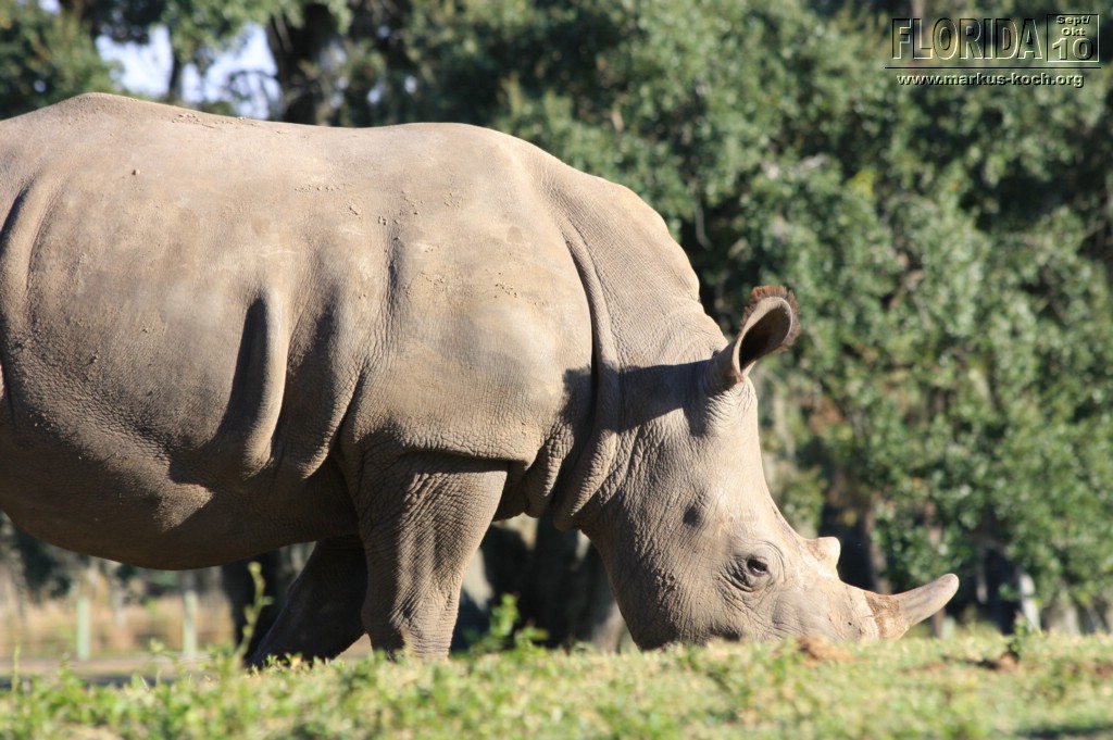 20101014_cape_coral6_busch_gardens_mk334