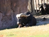 20101014_cape_coral6_busch_gardens_mk243