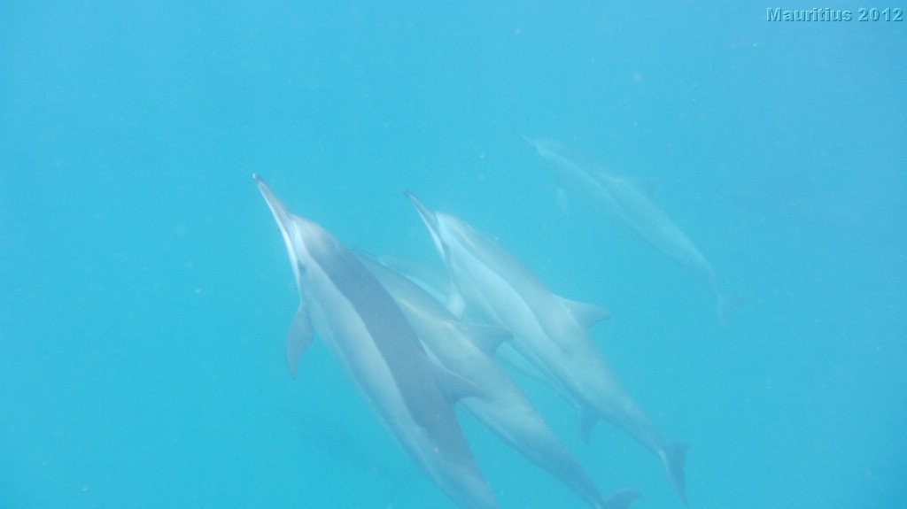 20121020_tag3_mru_tauchen_mk058