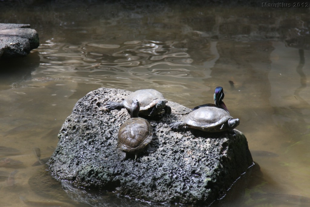 20121021_tag4_mru_cesalapark_mk013