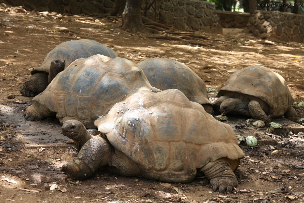 20121021_tag4_mru_cesalapark_mk020