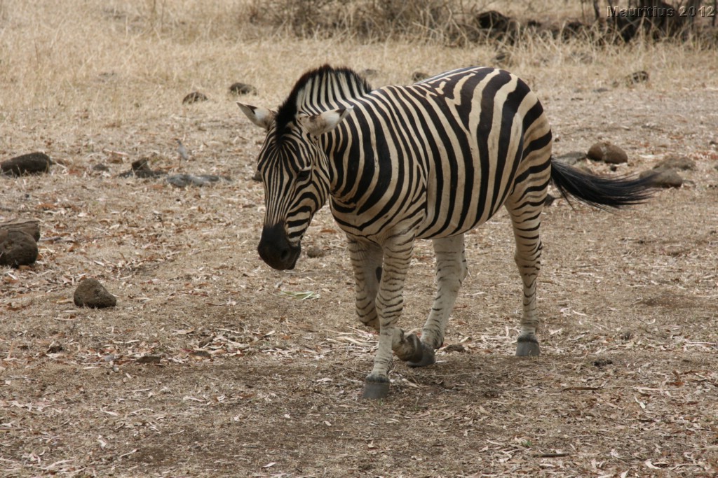 20121021_tag4_mru_cesalapark_mk111