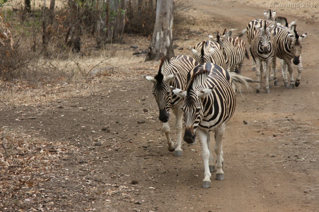 20121021_tag4_mru_cesalapark_mk125