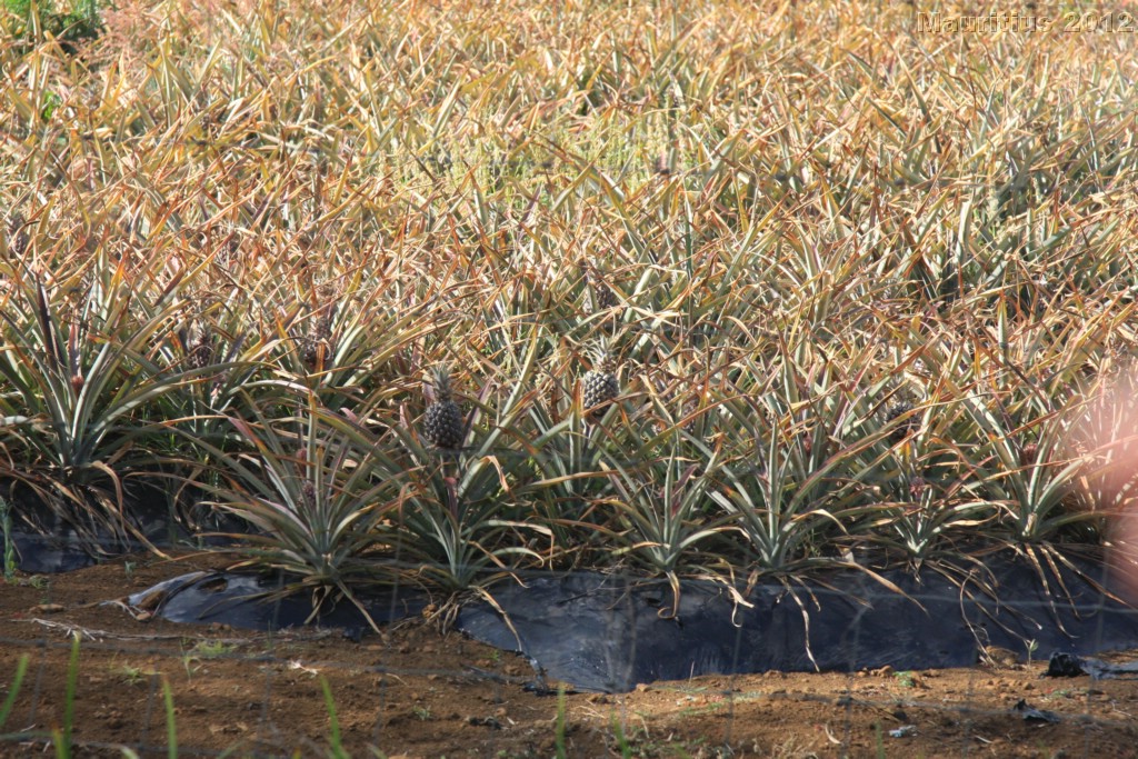 20121022_tag5_mru_naturetrails_mk153