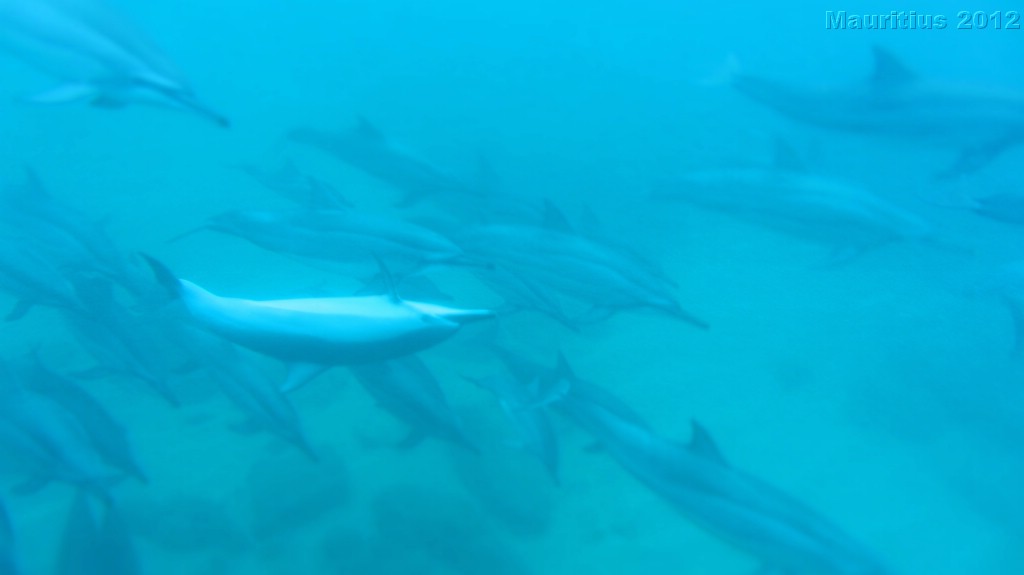 20121026_tag9_mru_dolswim_mk031