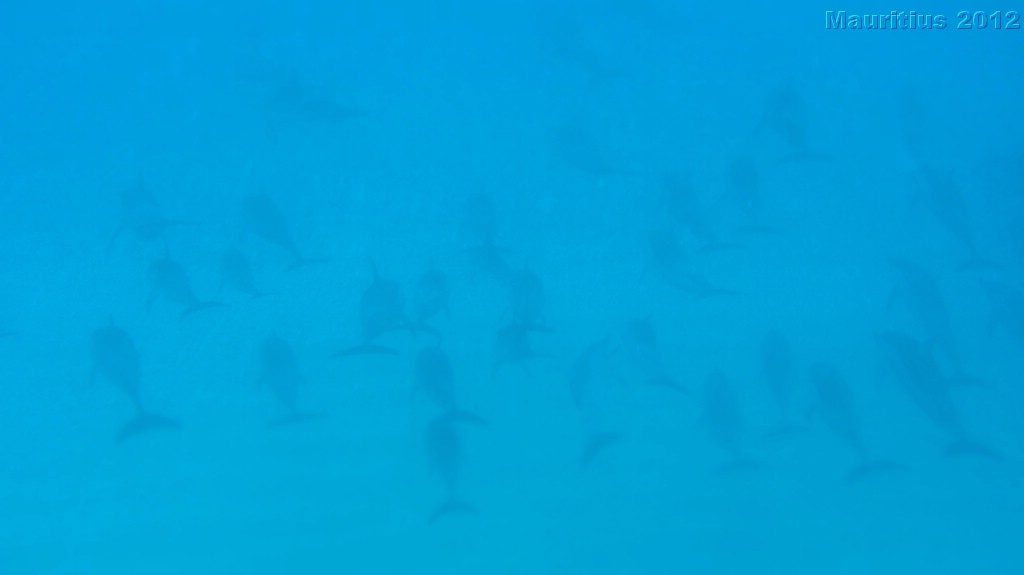 20121026_tag9_mru_dolswim_mk036