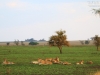 20130928_serengeti_mk436