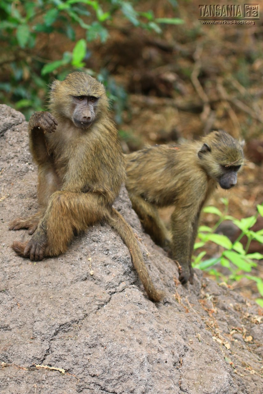 20131002_lake_manyara_np_flug_sansibar_mk023