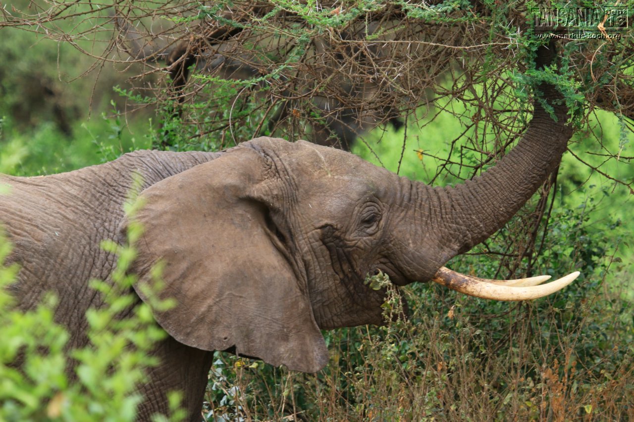 20131002_lake_manyara_np_flug_sansibar_mk047