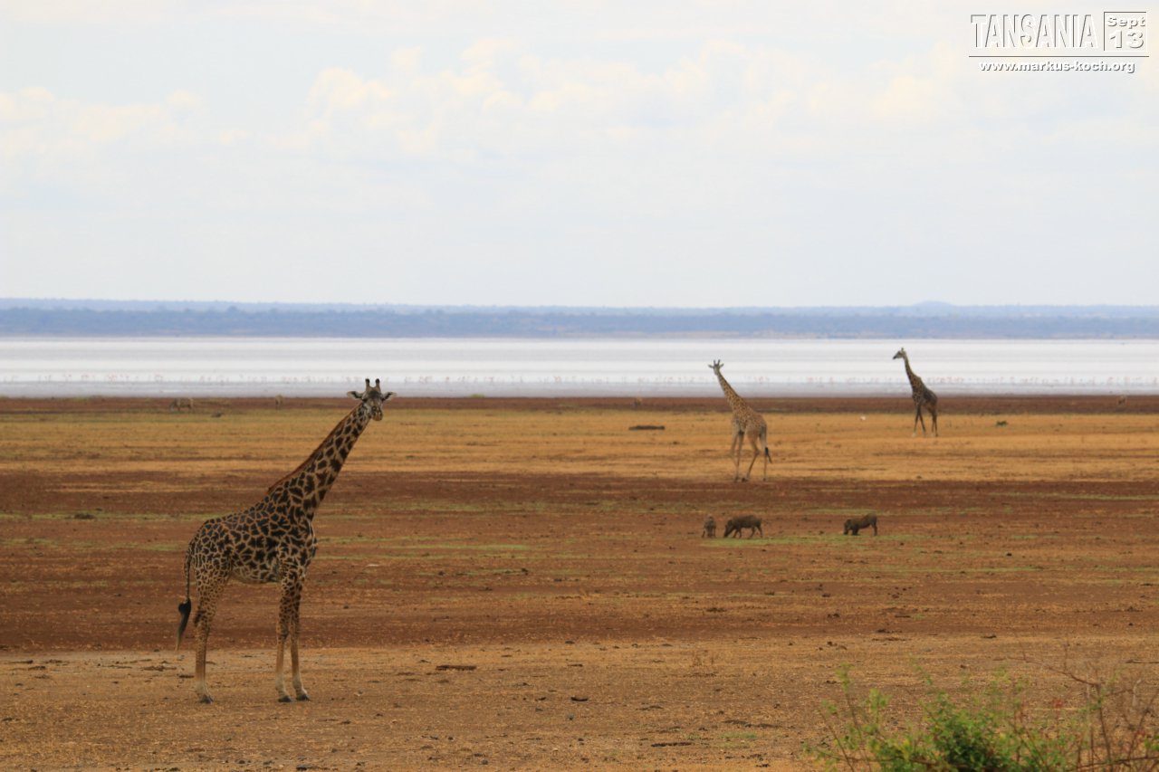 20131002_lake_manyara_np_flug_sansibar_mk077