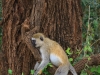 20131002_lake_manyara_np_flug_sansibar_mk105