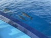 20210320-28_malediven_tauchsafari_mk238