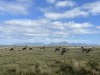 20221103-21_suedafrika_kapstadt_gardenroute_mk0974