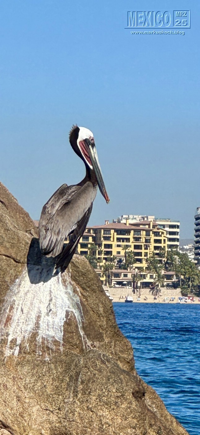 20250316-24_mexiko_baja_california_sur_mk0165