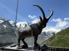 20250619-22_st_johann_pongau_mk145