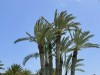 20250903-13_magiclife_penelope_beach_djerba_tunesien_mk035