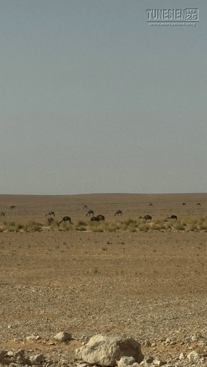 20250903-13_magiclife_penelope_beach_djerba_tunesien_mk184