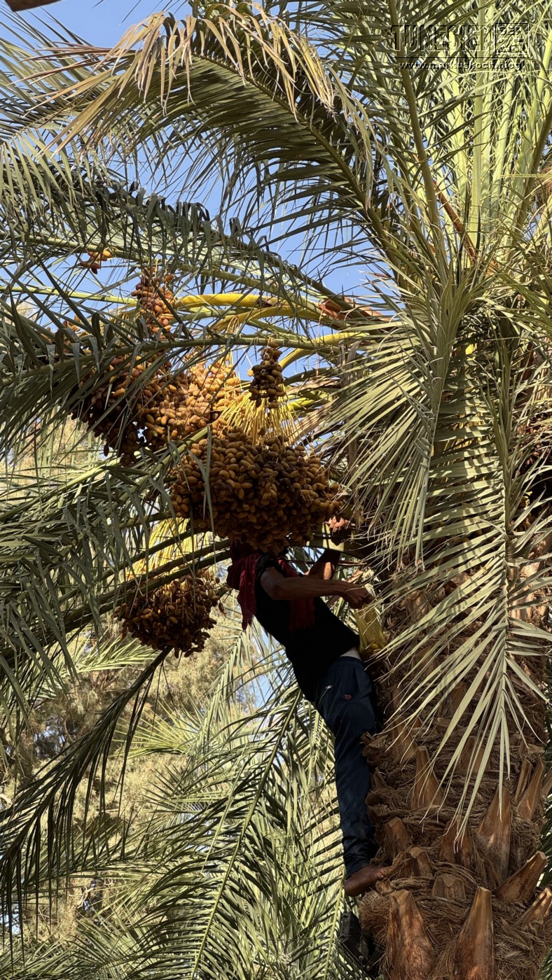 20250903-13_magiclife_penelope_beach_djerba_tunesien_mk196