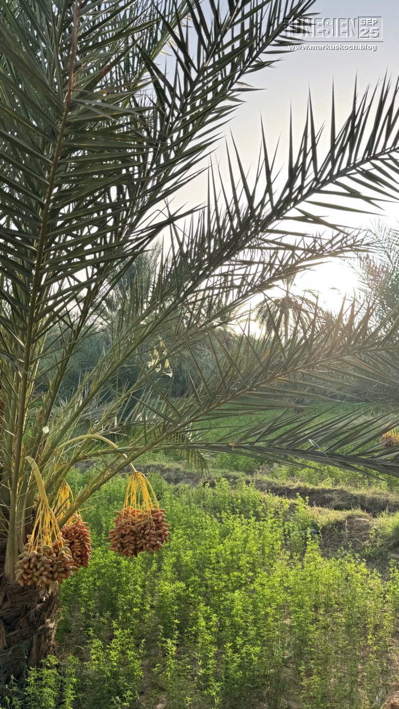 20250903-13_magiclife_penelope_beach_djerba_tunesien_mk210