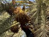 20250903-13_magiclife_penelope_beach_djerba_tunesien_mk196