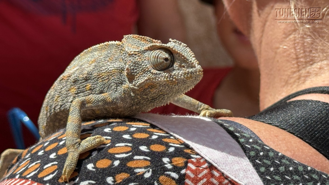 20250903-13_magiclife_penelope_beach_djerba_tunesien_mk337